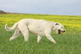 IRISH WOLFHOUND 023